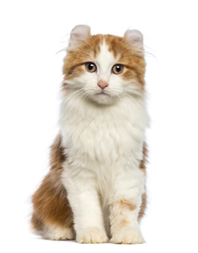 A red and white american curl with chestnut eyes