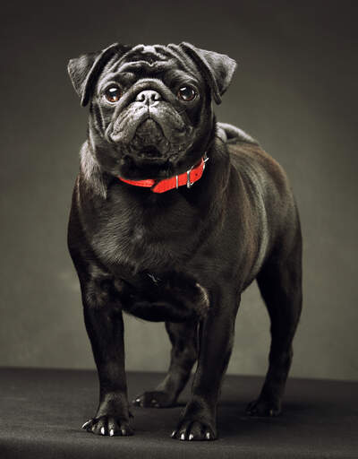 A healthy, adult pug standing tall, showing off it's thick, black coat