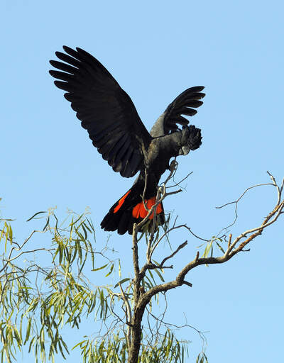 A red tailed black cockatoo spreading it's amazing red tail feathers