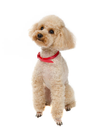 A toy poodle with beautiful, big fluffy ears