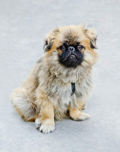 An adult japanese chin sitting beautifully, waiting for some attention