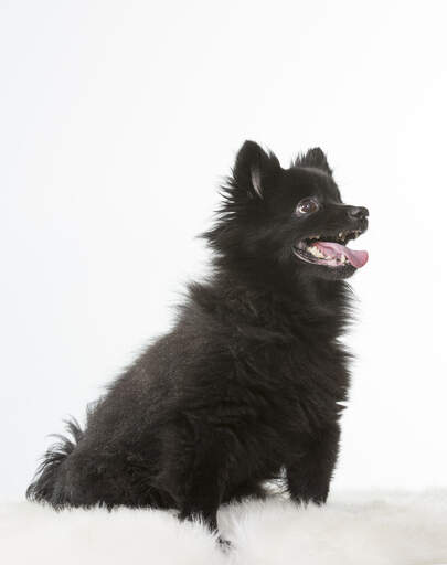 A young black german spitz (klein) eager to play