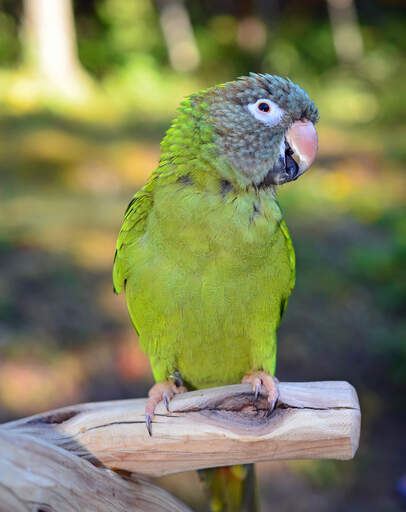 A blue crowned parakeet's wonderful green chest feathers