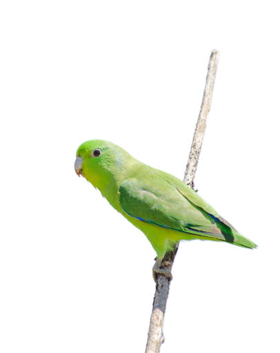 A blue winged parrotlet with lovely blue and green feathers