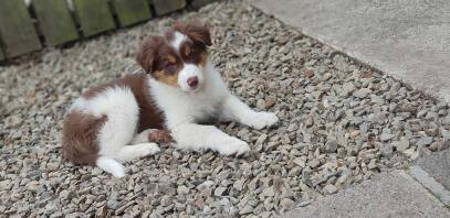 Red and tan tri colour collie.. Kobi