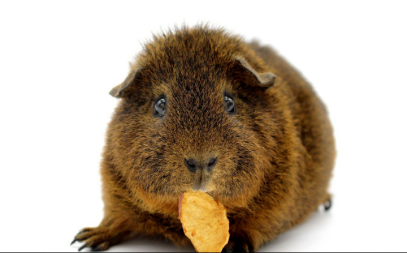 Guinea pig eating food