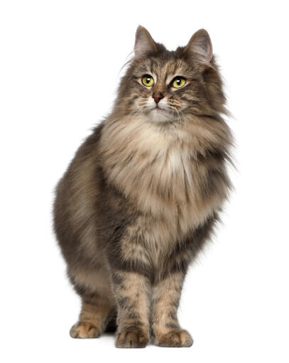 Norwegian forest cats are large but very soppy