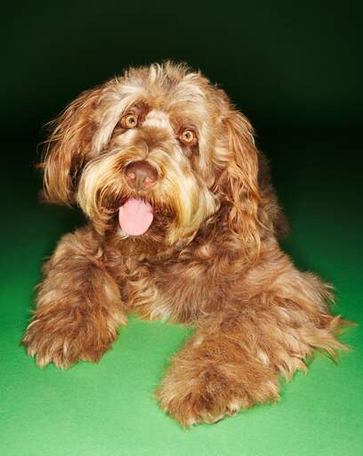 An otterhound with a lovely happy face