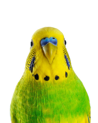 A close up of a budgerigar's beautiful colour patterns