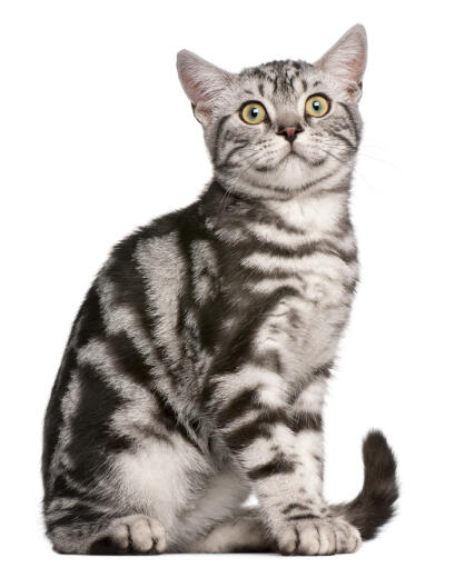 A pretty grey tabby british shorthair