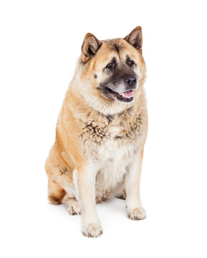 An adult akita with pricked ears and a cute wet nose