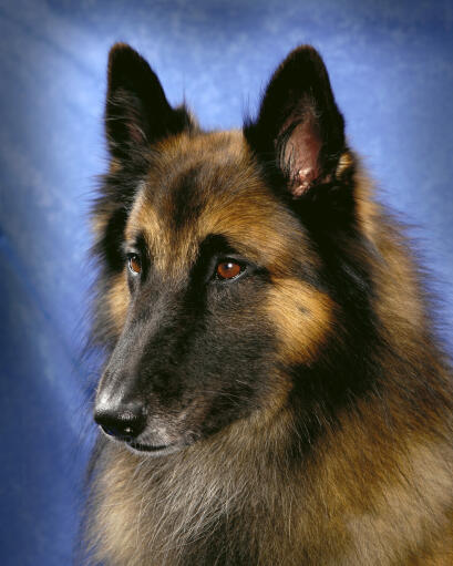 A close up of a belgian tervuren's lovely, long nose and sharp ears