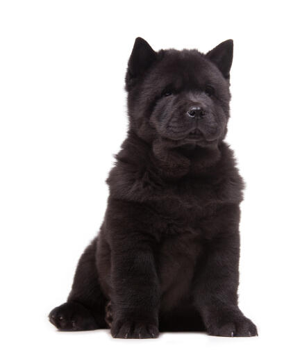 A lovely, young, black chow chow with big, pointed ears