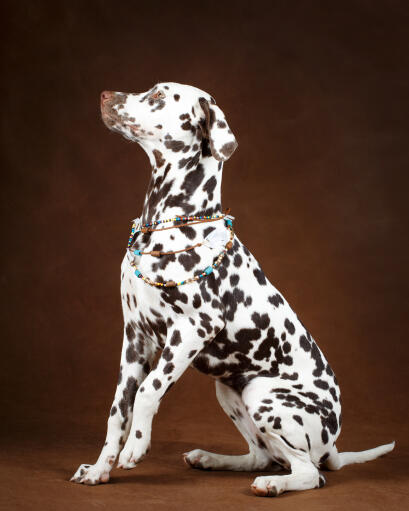 A healthy, adult dalmatian showing off it's wonderful brown spots