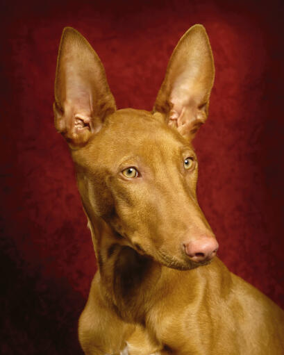 A close up of a pharaoh hound's beautiful short coat and large, pointed ears