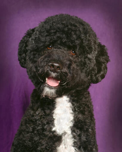 A portuguese water dog with beautiful little eyes and a thick curly coat