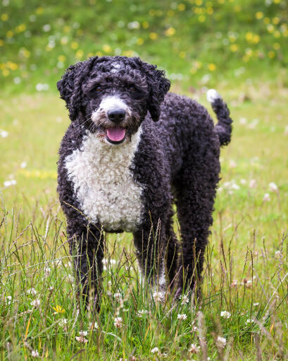 The incredible thick curly coat of a spanish water dog