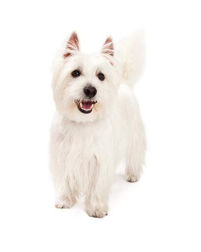 A very excited, young west highland terrier standing tall, wanting to play