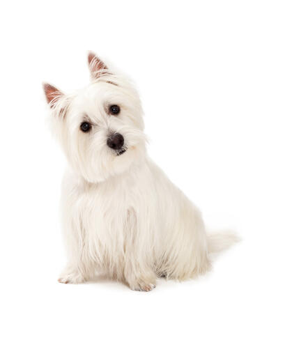 An inquisitive little west highland terrier with a beautiful, long, white coat