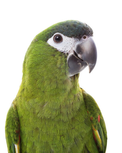 A close up of a red shouldered macaw's beautiful green chest and white face