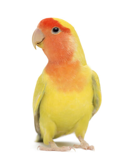 A rosy faced lovebird's lovely, yellow chest feathers
