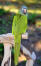 A blue crowned parakeet's lovely, long, green tail feathers