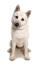 Norwegian buhund dog against a white background