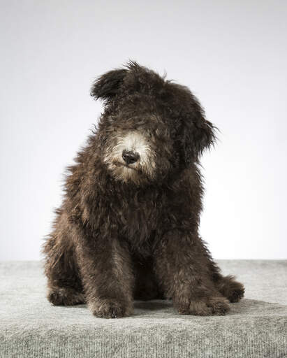 A hungarian  pumi with a big fluffy coat