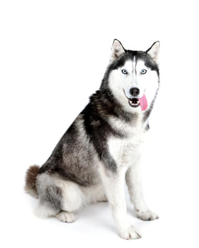 A majestic adult siberian husky sitting neatly, waiting for some attention