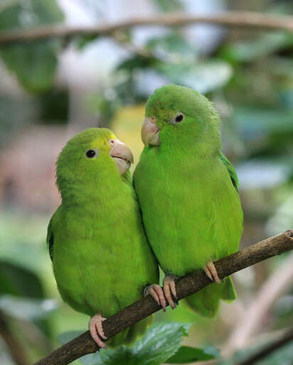 Two blue winged parrotlets perched on a branch