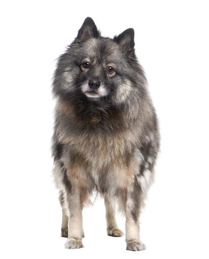 A young keeshond standing tall, showing off its pointed ears and soft, thick coat