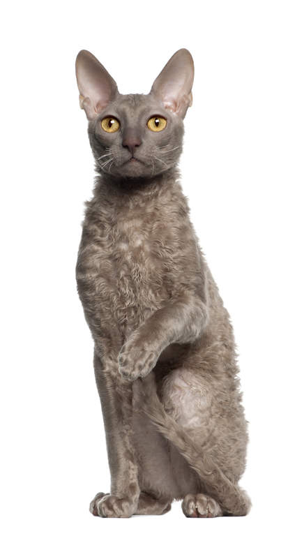 Cornish rex cat sale