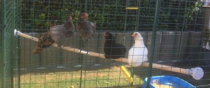 Lots of grey brown and white chickens on a wooden pole in a walk in run