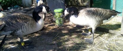 My geese love this 