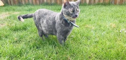 British shorthair tortie cat in garden