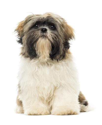 A wonderful, little shih tzu showing off it's beautiful white coat and scruffy beard