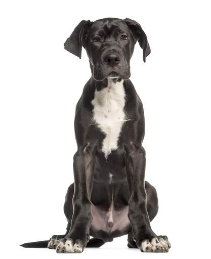 are great dane puppies clumsy