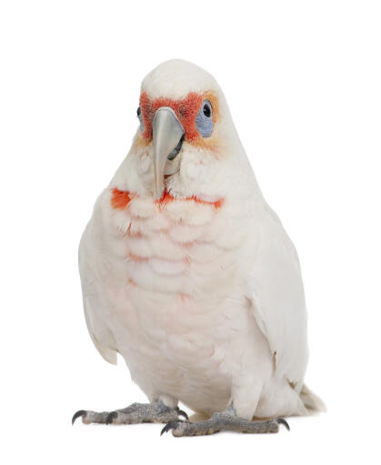 A little corella with lovely peach coloured face feathers
