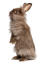 A lovely little lionhead rabbit standing tall on it's back legs