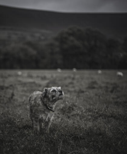 A lovely border terrier, sniffing out a scent