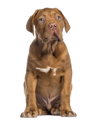 A beautiful young male dogue de bordeaux sitting very neatly