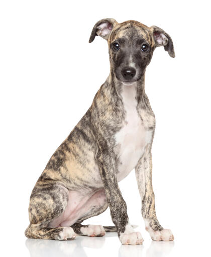 A beautiful little whippet puppy sitting neatly, awaiting a command