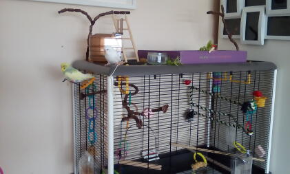 Budgie cage