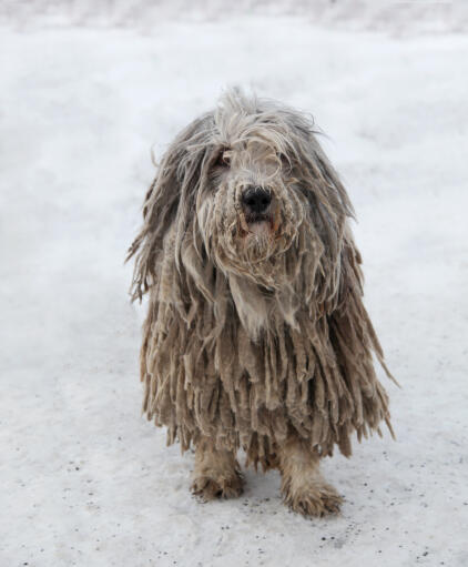 A komondor with a wonderful long coat, playing in the Snow