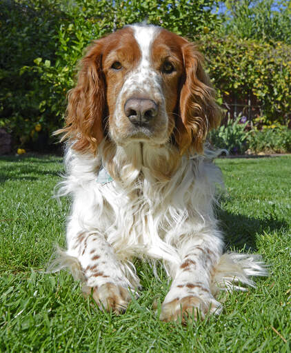 A young welsh springer spaniel lying neatly, paws together