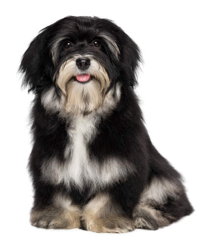 Havanese | Dog