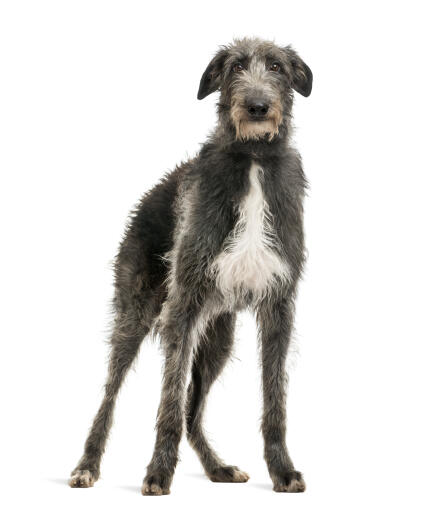 Skotsk deerhound sales