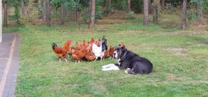 A large black and white dog surrounded by a flock of chickens