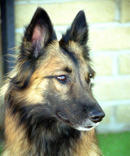 A close up of a belgian tervuren's wonderful, pointed ears