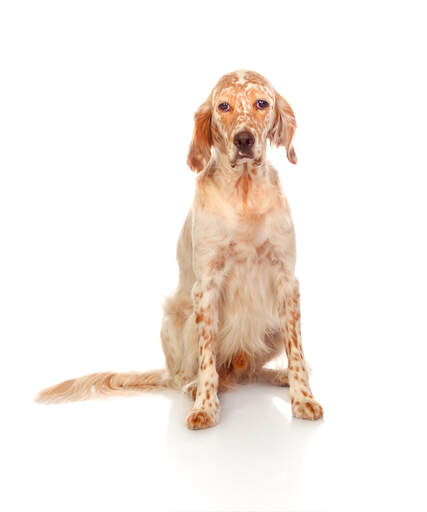 A red and white coated english setter, awaiting a commond